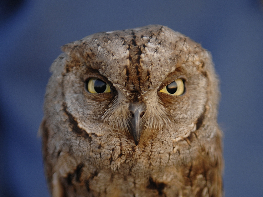 European Scops Owl, Sundre 20110531